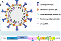 Cấu trúc của virus corona (2019-nCoV)