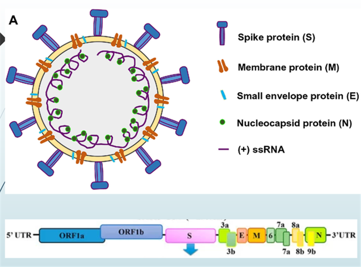 Cấu trúc của virus corona (2019-nCoV)